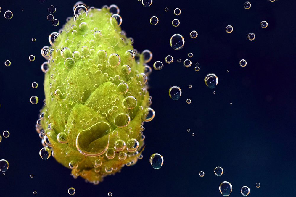 什么是啤酒釀造中的酒花蠕變？